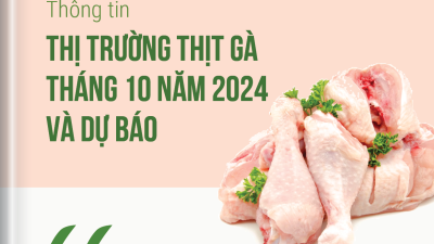 Thông tin thị trường thịt gà tháng 10 năm 2024 và dự báo