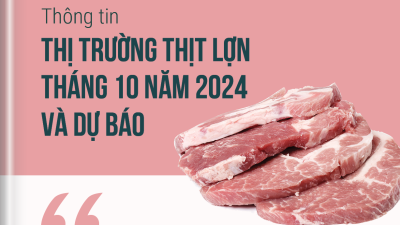 Thông tin thị trường thịt lợn tháng 10 năm 2024 và dự báo