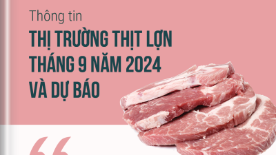 Thông tin thị trường thịt lợn tháng 9 năm 2024 và dự báo