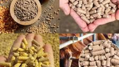 Thông tin thị trường thức ăn chăn nuôi tháng 4 năm 2025 và dự báo