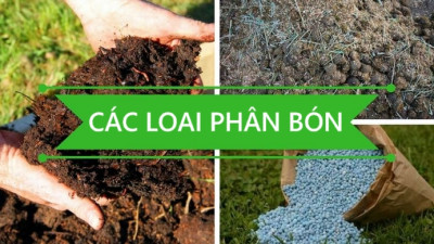 Dự báo thị trường và hoạt động doanh nghiệp phân bón nửa cuối năm 2023