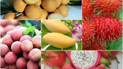 Danh sách một số siêu thị, nhà phân phối và doanh nghiệp nhập khẩu trái cây tươi của UAE